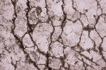 stone surface with cracks, covered with white.. paint