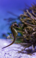 Seahorse against a blue background