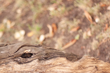 a thin tree trunk, against a blurred background of autumn foliage. copy space