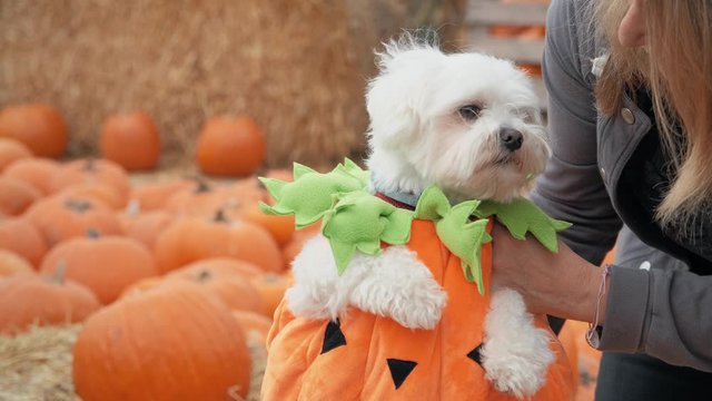 dog in pumpkin halloween costume