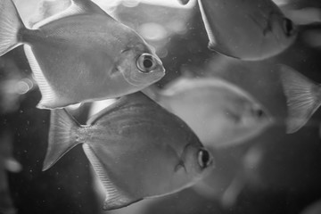 Tropical coral reef fish in black and white