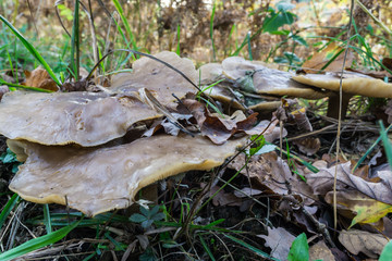 Der Herbst in einem Wald in Belgien
