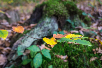 Der Herbst in einem Wald in Belgien