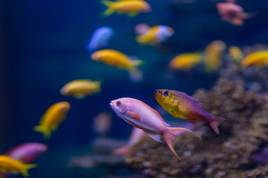 Coral reef fish against a colourful background