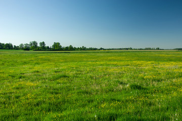 Green meadow with yellow flowers, horizon and blue sky