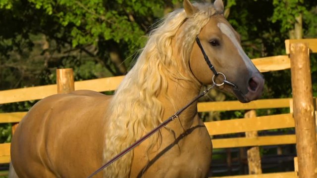 Palomino horse moving front view, in sunny evening