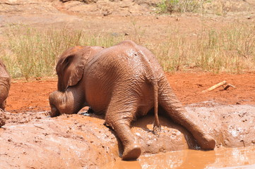 éléphant
