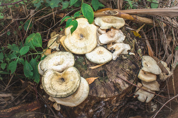 Bracket fungi (Polypores) growing on a dead tree stump, Uganda, Africa