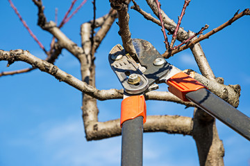 Pruning fruit tree with pruning shears