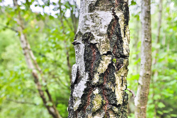 Fototapeta premium birch trees in the forest