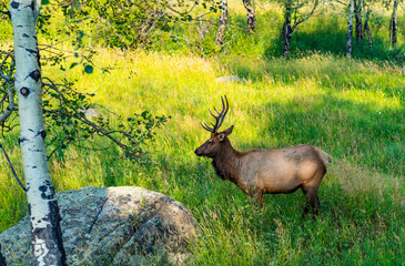 Naklejka na ściany i meble elk in meadow