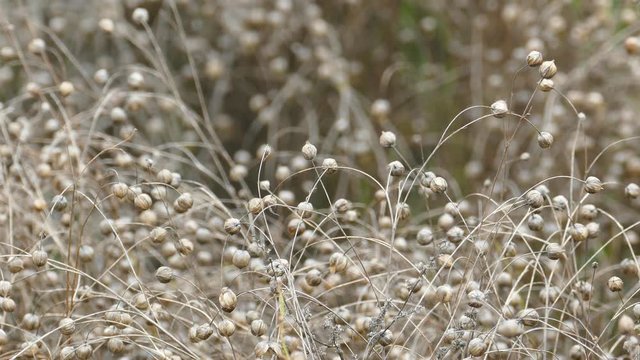 Ripe Flax (Linum usitatissimum) or linseed in agricultural field