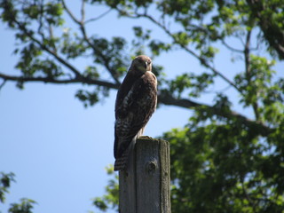 perched hawk