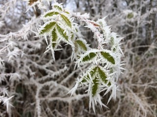 frozen leafs