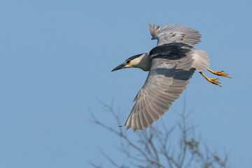 Black-crowned Night Heron in flight.