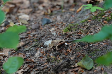 Frosch 1