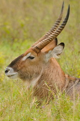 antilope