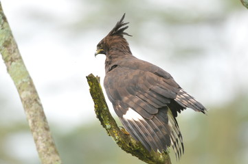 rapace