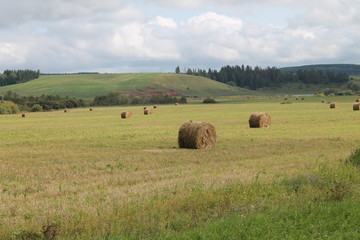 Obraz premium bales of hay in field