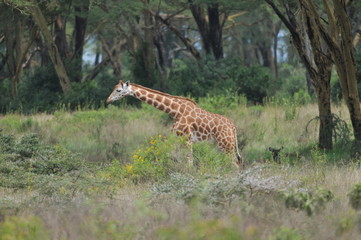 girafe