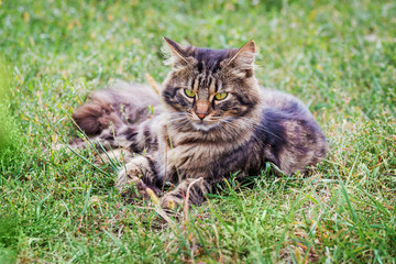 Naklejka na ściany i meble Fluffy cat lies on the grass and looks carefully at the camera_