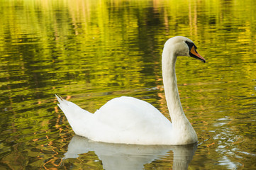 Naklejka premium Beautiful, big, white swan swims on the lake.