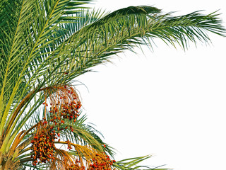 Fototapeta premium Phoenix Palm Leaves with dates isolated on white background