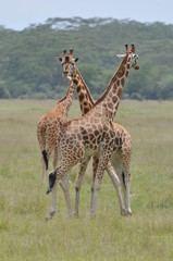 girafe