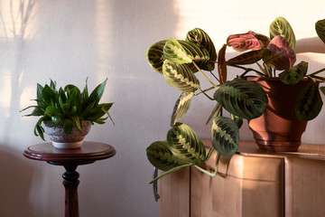 Houseplant Arrowroot (Maranta) and others in a room in sunlight - obrazy, fototapety, plakaty