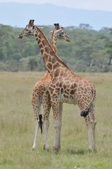 girafe