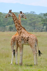 girafe