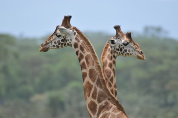 girafe