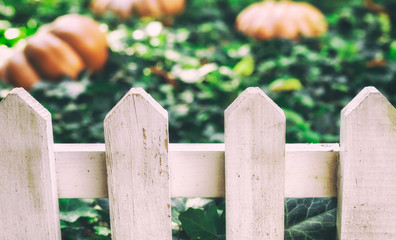 Close-up, white fence in the garden. large bright orange pumpkins lie in green leaves ivy  behind a fence in the garden. Concept - autumn background, harvest.
