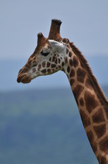 girafe