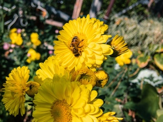 A wild bee collects nectar on a bright yellow flower of an inflorescence of chrysanthemums (lat. Chrysanthemum) on a blurry background of green foliage growing in the garden on an autumn sunny day.