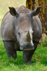 Foto op Plexiglas rhinoceros © netaddict21