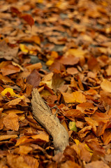 autumn leaves and a piece of old wood