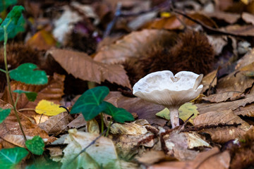 Champignon