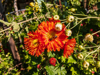 A wild bee sits on a bright beautiful orange chrysanthemum flower (lat. Chrysanthemum) on a blurry background of green foliage grow in the garden on an autumn sunny day.