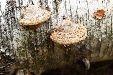 Tree fungus, Grifola curly, grows on aspen in the autumn forest.