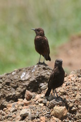 oiseau