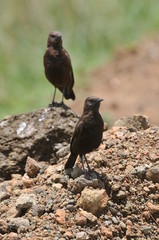 Obraz premium oiseau