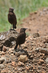 oiseau