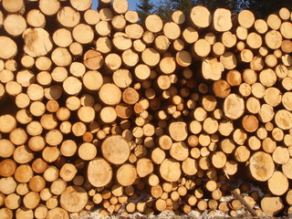 log pile - end view. Large pile of wood logs showing end grain and circles of different size. Bright sun.