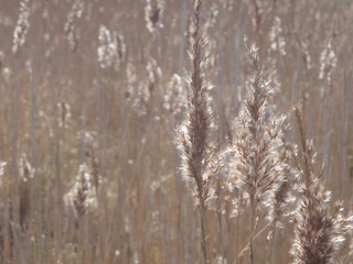 Grass in sunlight - right