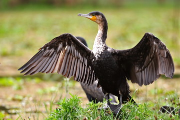 oiseau