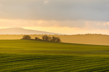 Fototapeta premium hazy rural evening landscape with golden light and group of trees in the distance. grey hills in the background and field with fresh green in foreground
