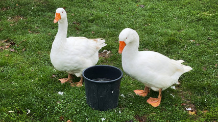 Weiße Gans