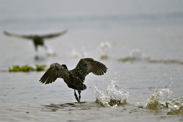 cormoran 