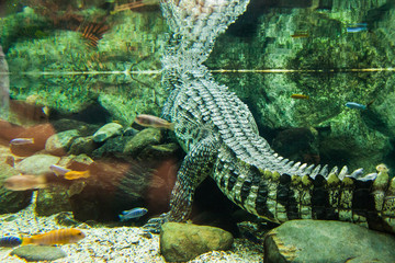 Aquarium